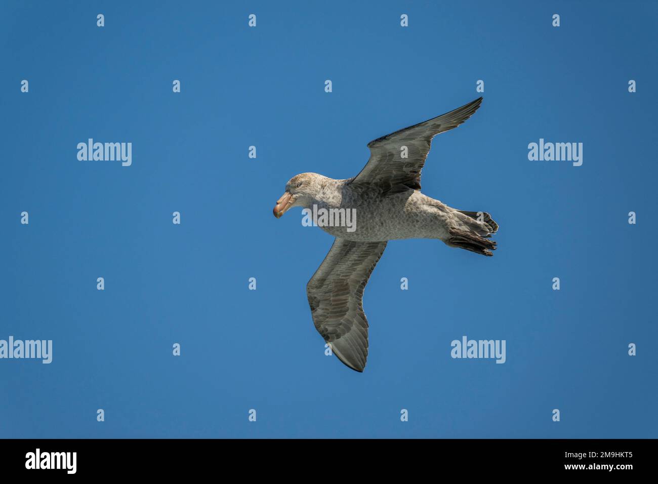 Un grattolo gigante del Sud (Macronectes giganteus) sta volando sopra l'Atlantico del Sud vicino alle rocce di Shag, sei piccoli isolotti, circa 240 chilometri ad ovest di Foto Stock