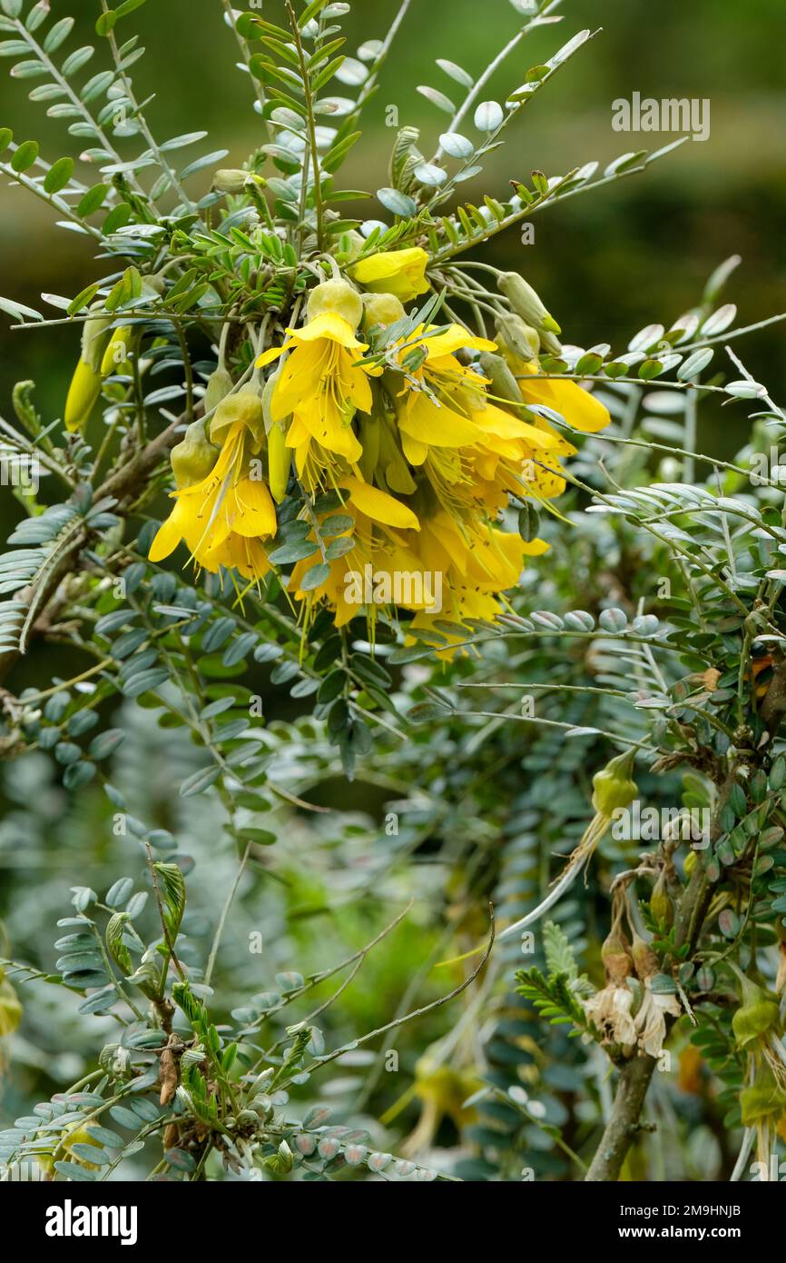 Sophora Hilsop, Sophora Microphylla Hilsop, Sophora Microphylla Sun King, Sophora Sun King, Kowhai Sun King, arbusto sempreverde con flo tipo pisello giallo Foto Stock