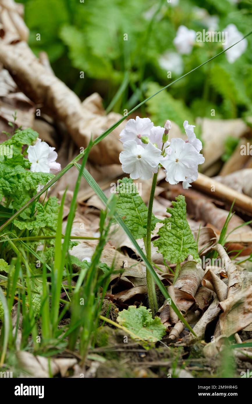 Primula sieboldii, Primula siebold primrose, Primula saxatilis Pax, perenne con ombelle di porpora a cremisi, fiori rosa o bianchi Foto Stock