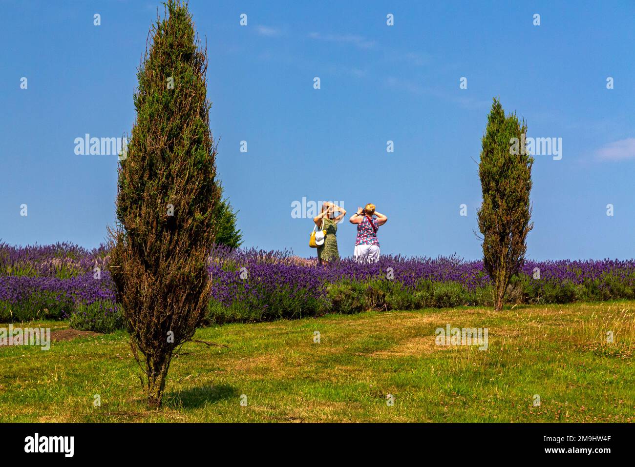 I visitatori ammirano la coltivazione della lavanda in estate allo Yorkshire Lavender Farm un'attrazione turistica vicino a Terrington nel North Yorkshire Inghilterra Regno Unito. Foto Stock