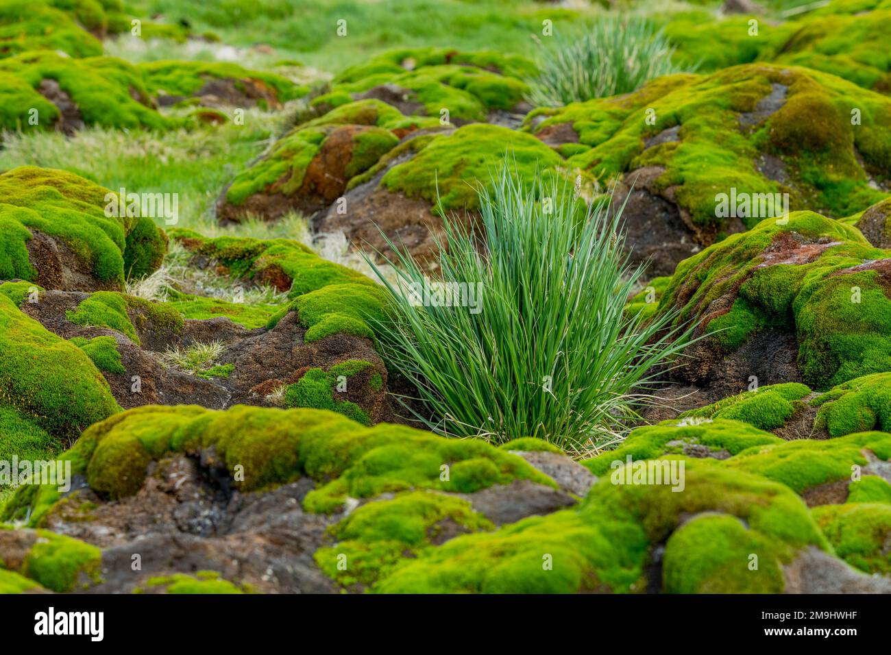 Vegetazione lussureggiante a Stromness Bay, nell'Isola della Georgia del Sud, sub-Antartide. Foto Stock