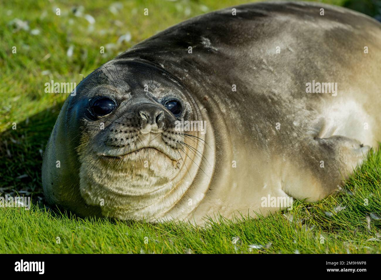 Un cucciolo di foche di elefante del sud a Stromness Bay sull'Isola della Georgia del Sud, sub-Antartide. Foto Stock