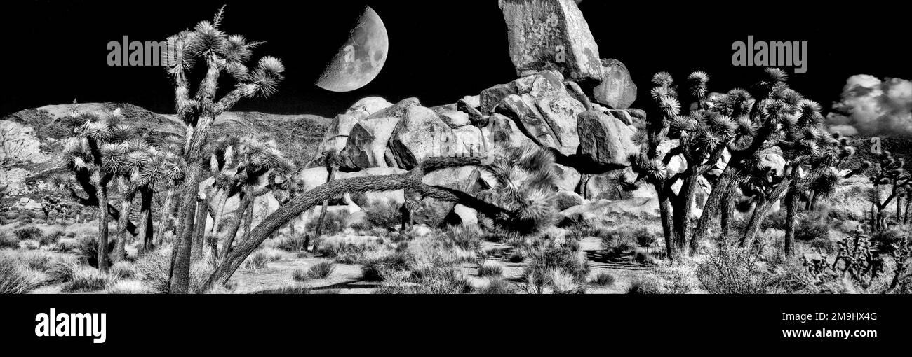 Cielo notturno su Head Rock, Joshua Tree National Park, California, USA Foto Stock