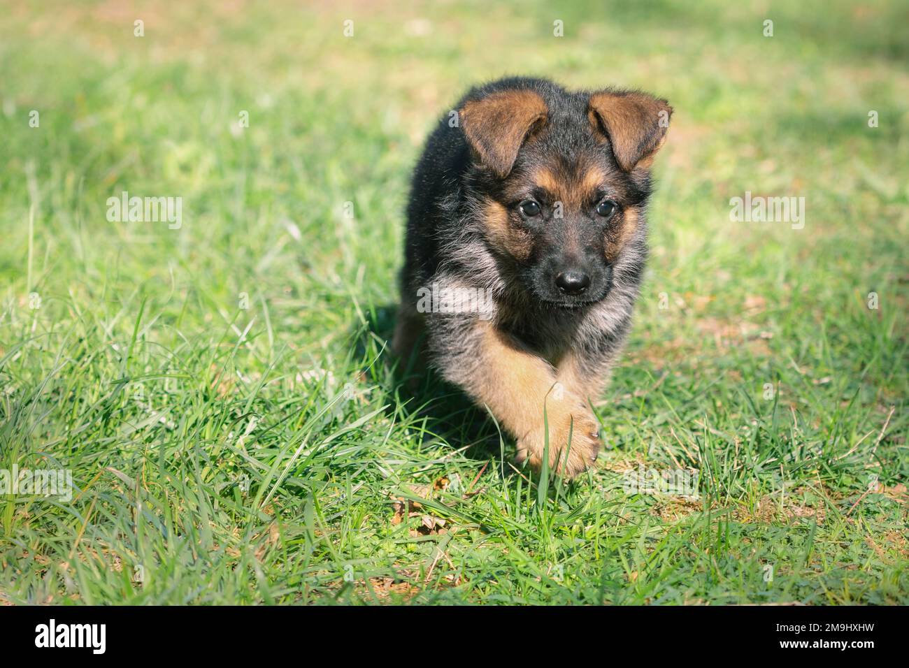 Giovane cane pastore tedesco che corre in erba Foto Stock