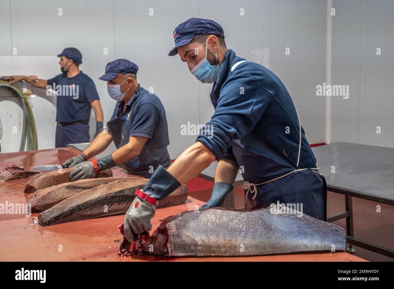 Taglio e preparazione del pesce per il processo di inscatolamento, fabbrica di inscatolamento del pesce (USISA), Isla Cristina, Spagna Foto Stock