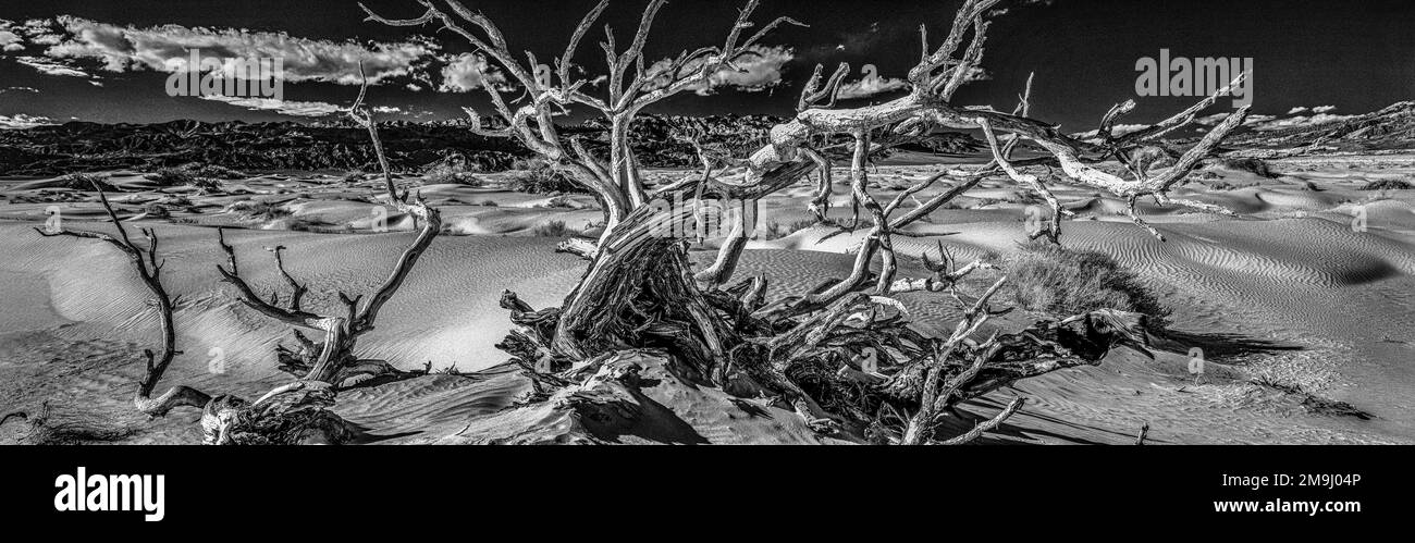 Alberi nella Valle della morte, California, USA Foto Stock