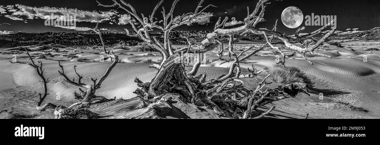 Alberi nella Valle della morte, California, USA Foto Stock