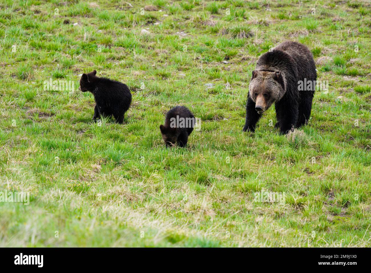 Mama Bear and Cubs, Grand Teton National Park, Wyoming, USA Foto Stock