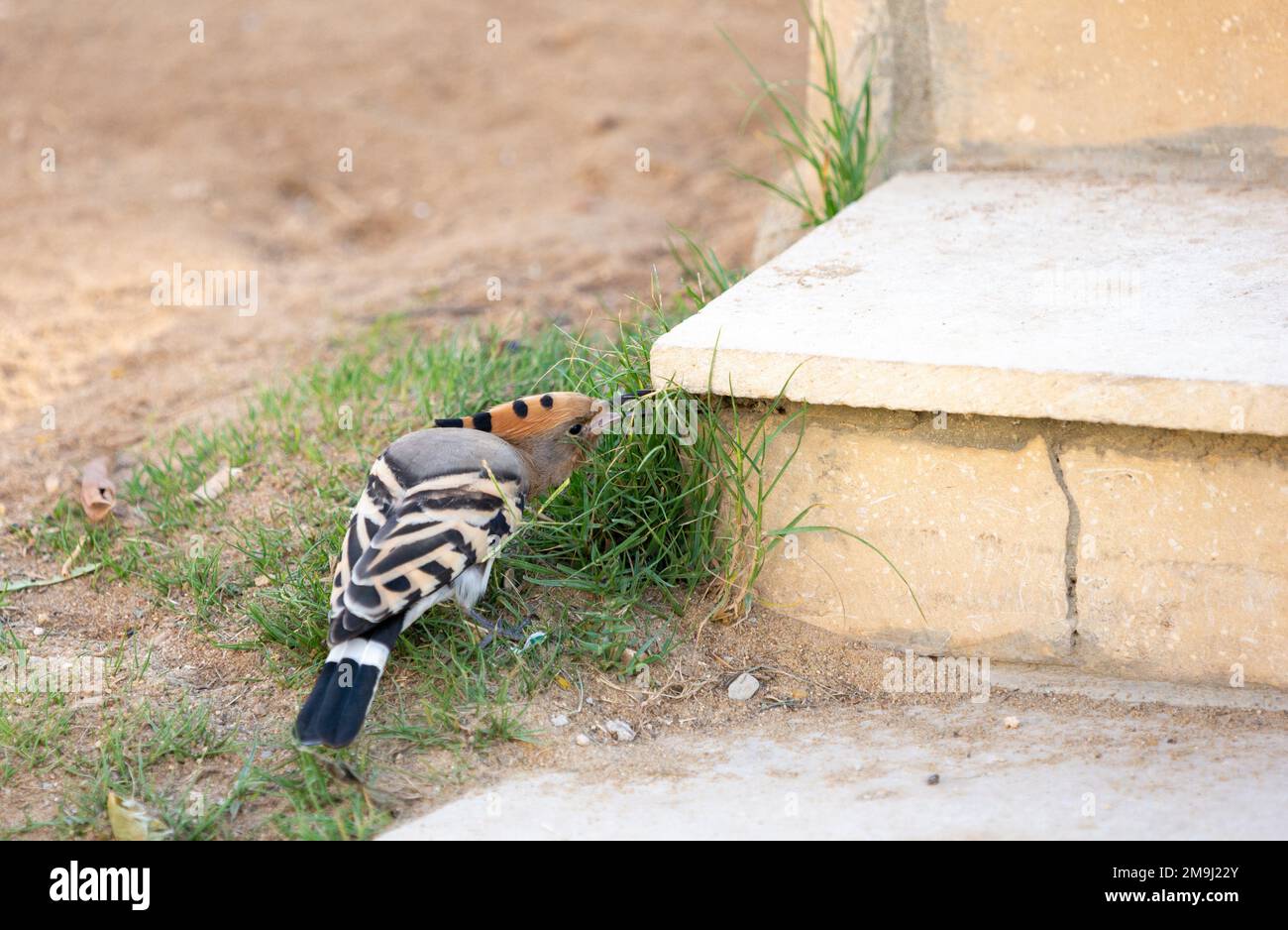 Hoopoe è alla ricerca di insetti o othe preda sotto piastra di pietra Foto Stock