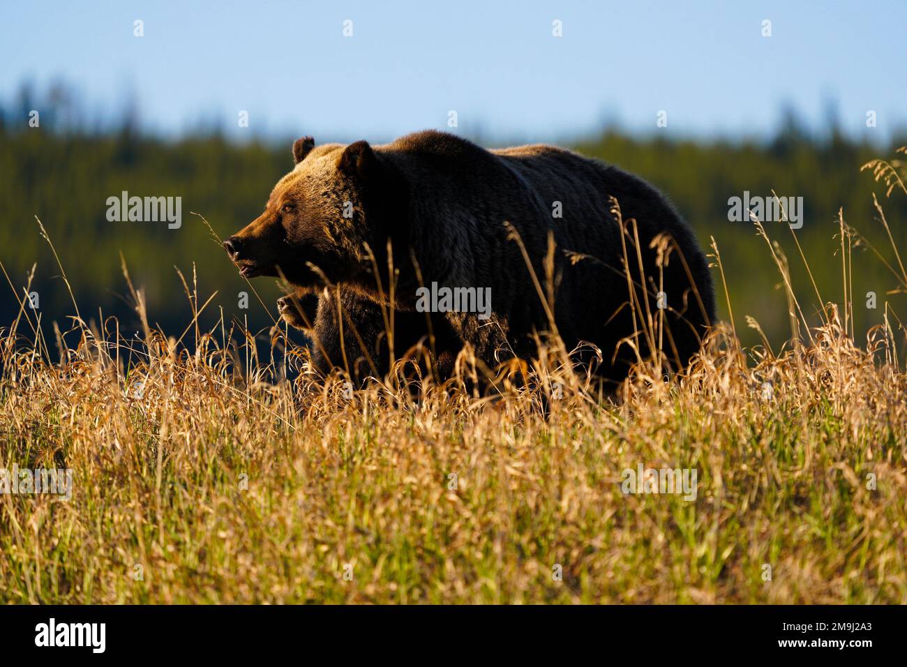 Brown Bear (Ursus arctos), Grand Teton National Park, Wyoming, USA Foto Stock