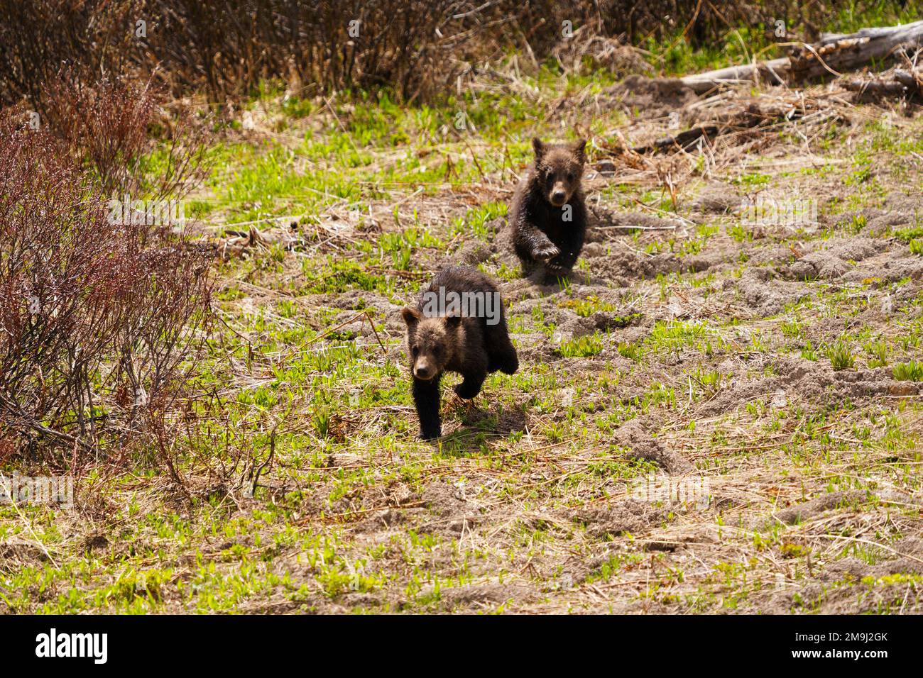 Brown Bear Cubs (Ursus arctos), Grand Teton National Park, Wyoming, USA Foto Stock