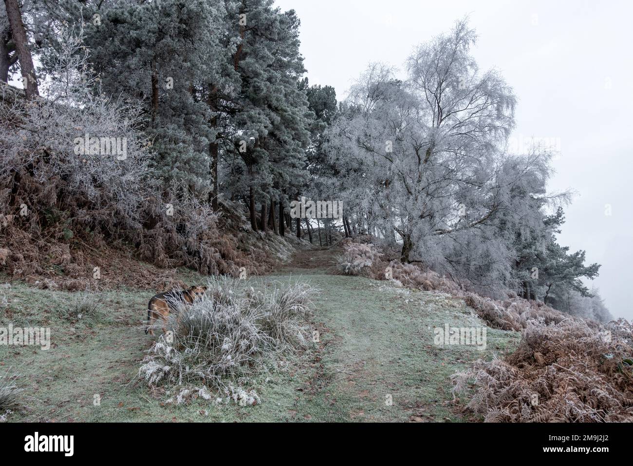 Un bel posto per camminare un cane su Ilkley Moor con pini gelosi e albero di betulla argentato coperto di ghiaccio con un sentiero e salire negli alberi. Ovest Foto Stock
