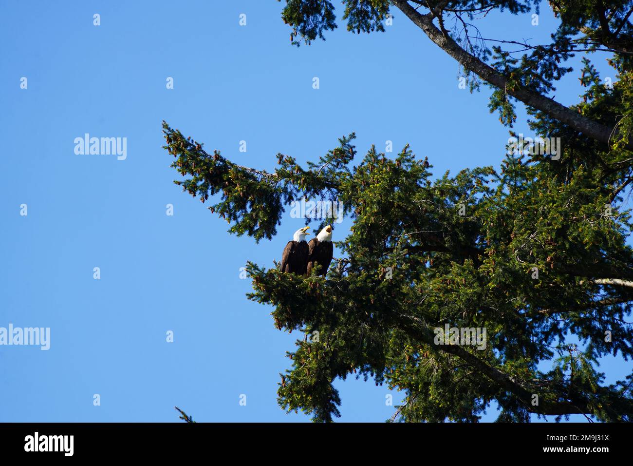 Due aquile di Bald in un albero, Hood Canal, Washington, USA Foto Stock