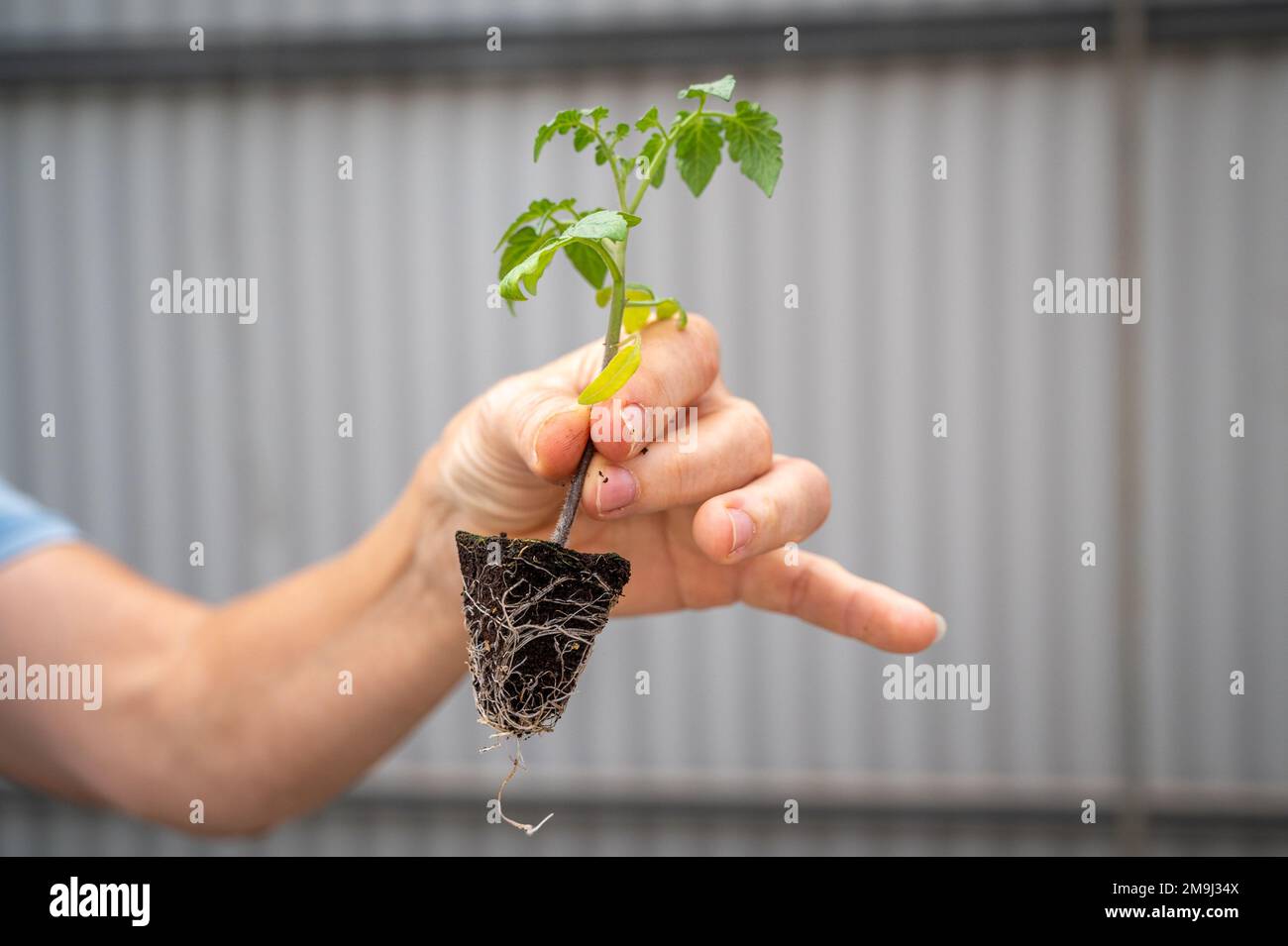 Donna che detiene una sola pianta di pomodoro per serra in Almeria, ÒThe European Vegetable Garden, Ó Andalusia, Spagna Foto Stock