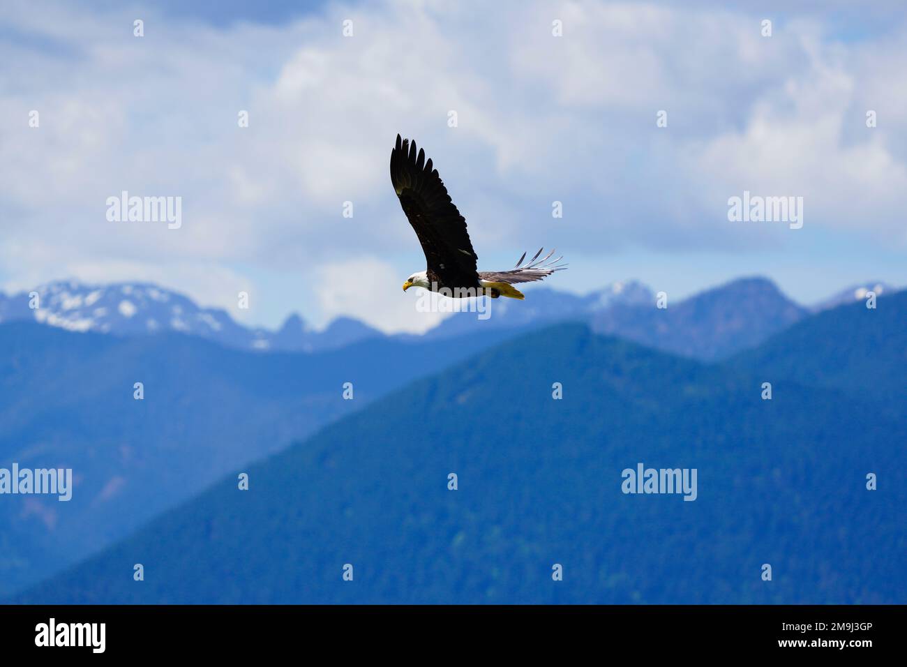 Bald Eagle, Hood Canal, Washington, Stati Uniti Foto Stock