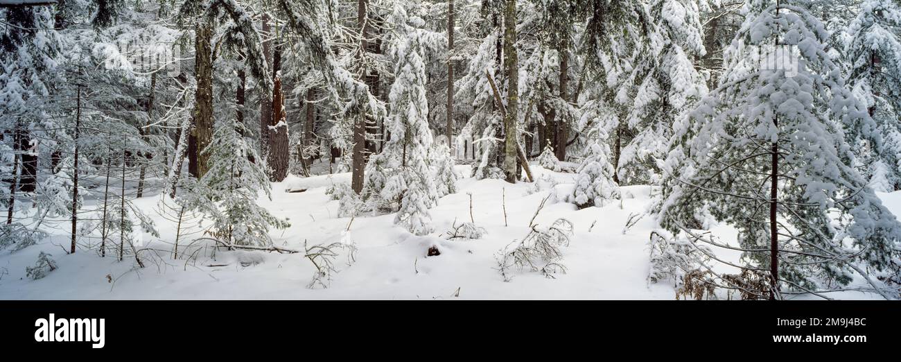 Alberi sempreverdi nella foresta in inverno Foto Stock