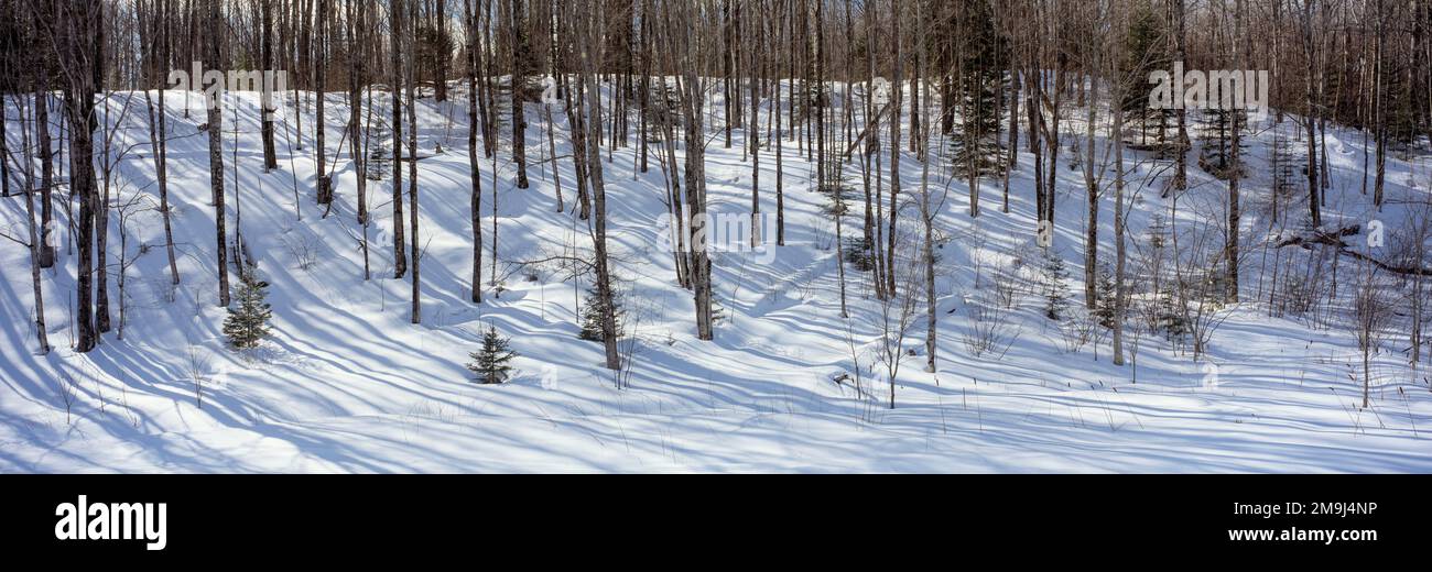 Ombre di alberi sulla neve nella foresta Foto Stock
