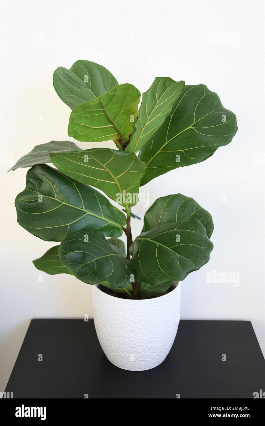 Fiddle foglia di fico (Ficus lyrata), una pianta popolare casa. Primo piano di grandi foglie verdi, isolate su sfondo bianco, in orientamento paesaggistico. Foto Stock