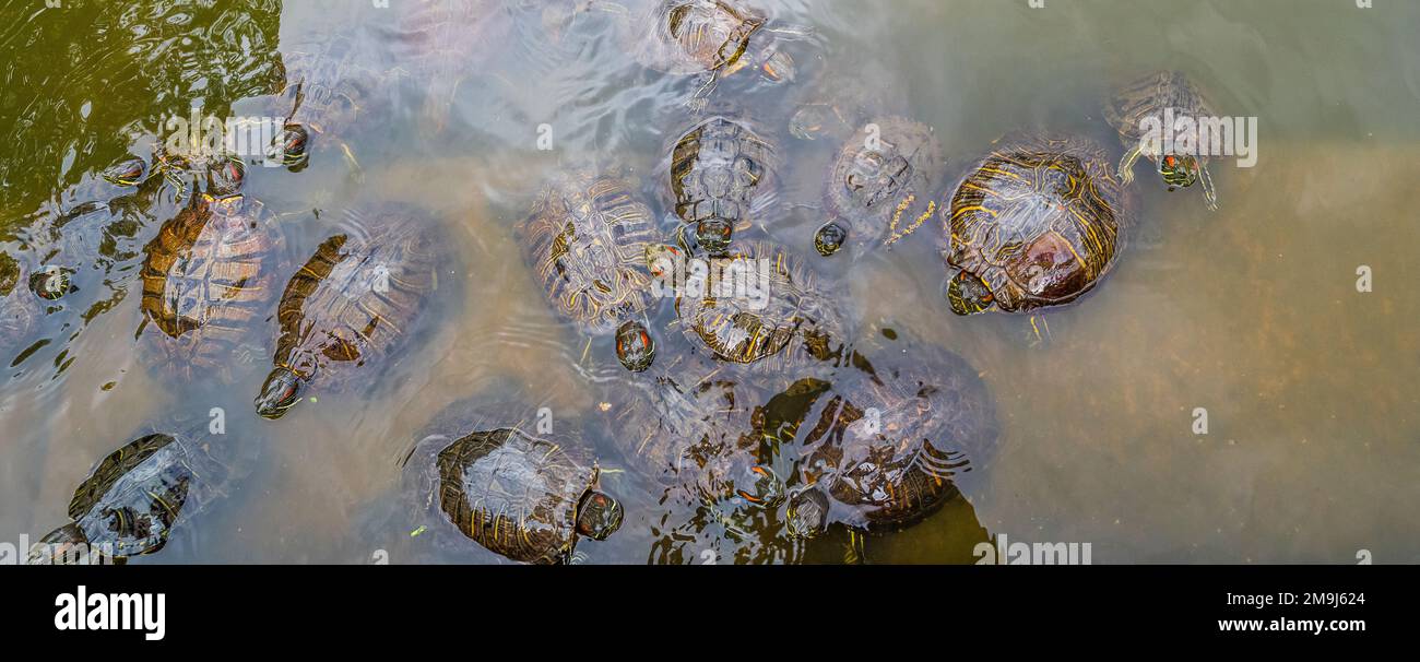 Tartarughe nello stagno di Central Park, New York City, New York, USA Foto Stock