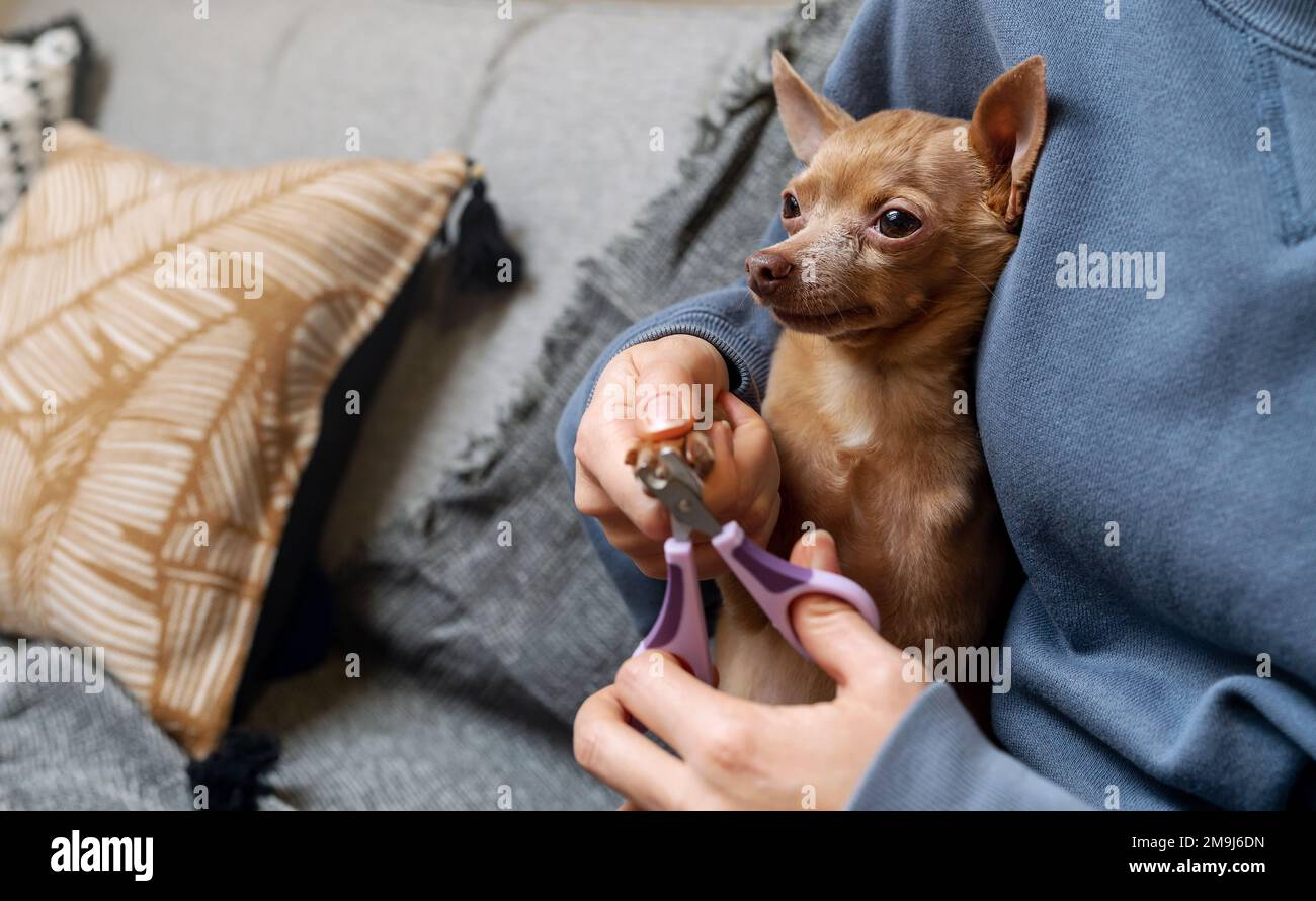 Taglio di unghie da cane con tagliunghie da animale. Foto Stock