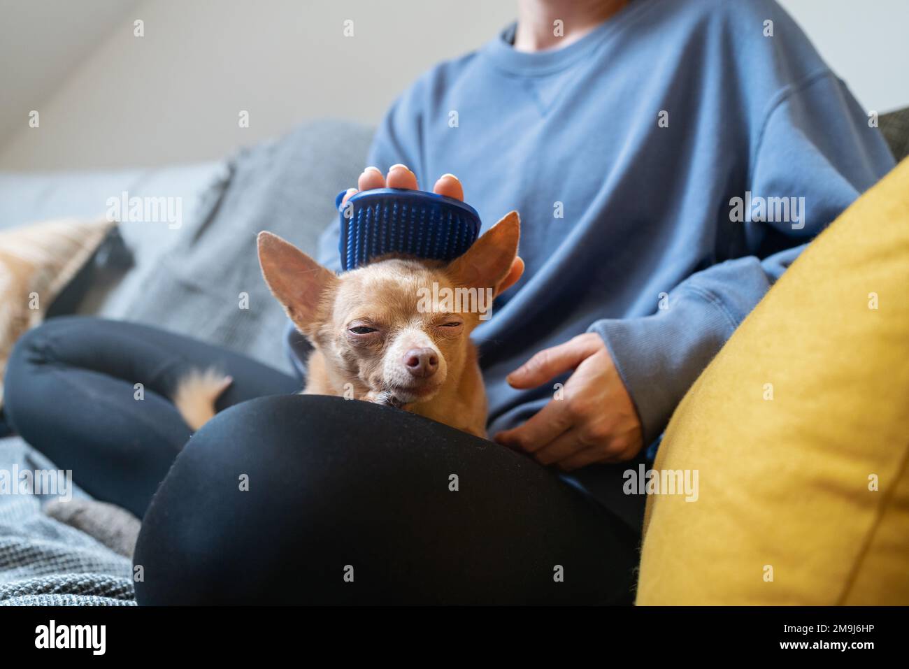 Donna proprietario animale domestico fare il massaggio al suo piccolo cane Toy Terrier utilizzando il pennello massaggio a casa. Foto Stock