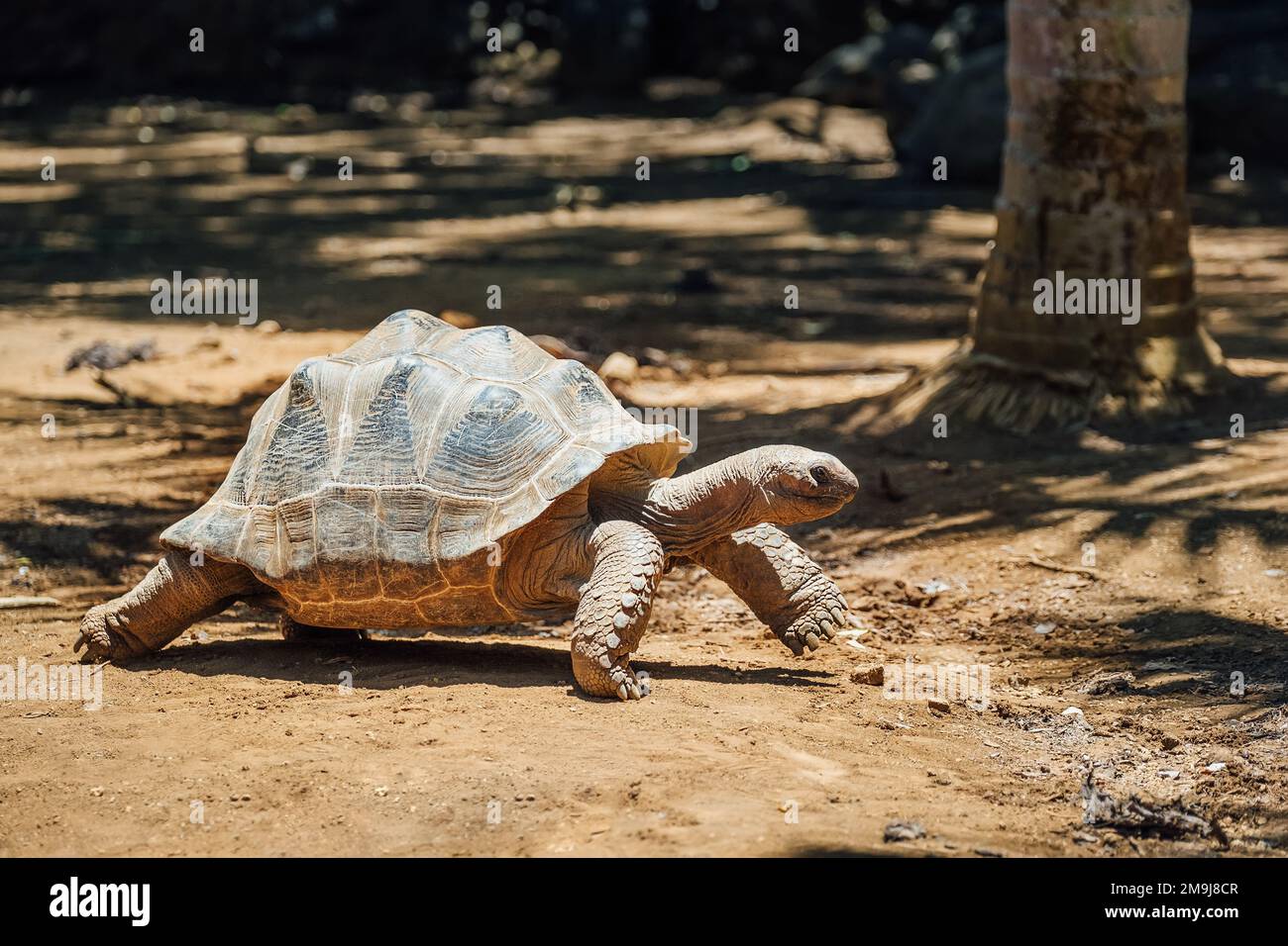 Specie endemica della tartaruga gigante di Aldabra - una delle tartarughe più grandi del mondo nel parco naturale dello zoo sull'isola di Mauritius. Enorme rettile lento mo RU Foto Stock