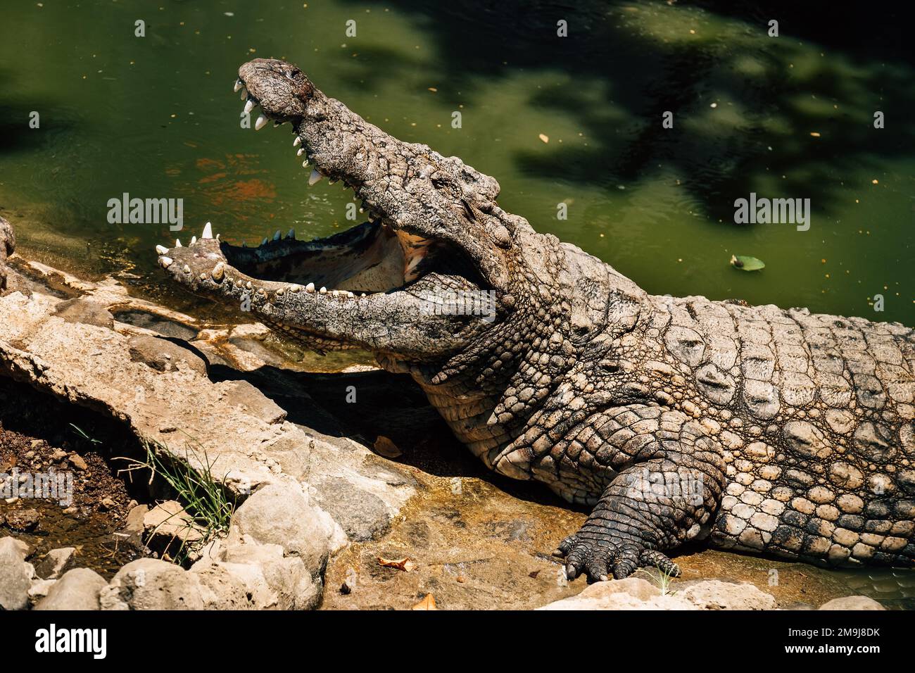 Ritratto del coccodrillo del Nilo aprire una mascella enorme con grandi denti che asciugano una bocca dopo il buon pranzo. Lo zoo la Vanille Nature Park sull'isola di Mauritius. Bellezza Foto Stock