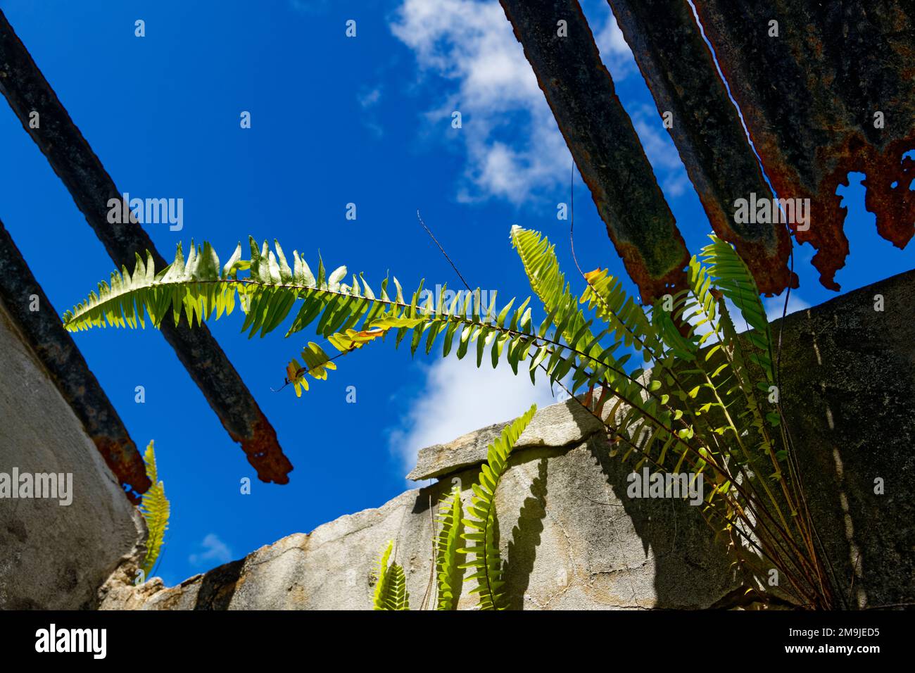 Vista a basso angolo attraverso tetto derelitto, Marie-Galante, Guadalupa, Francia Foto Stock