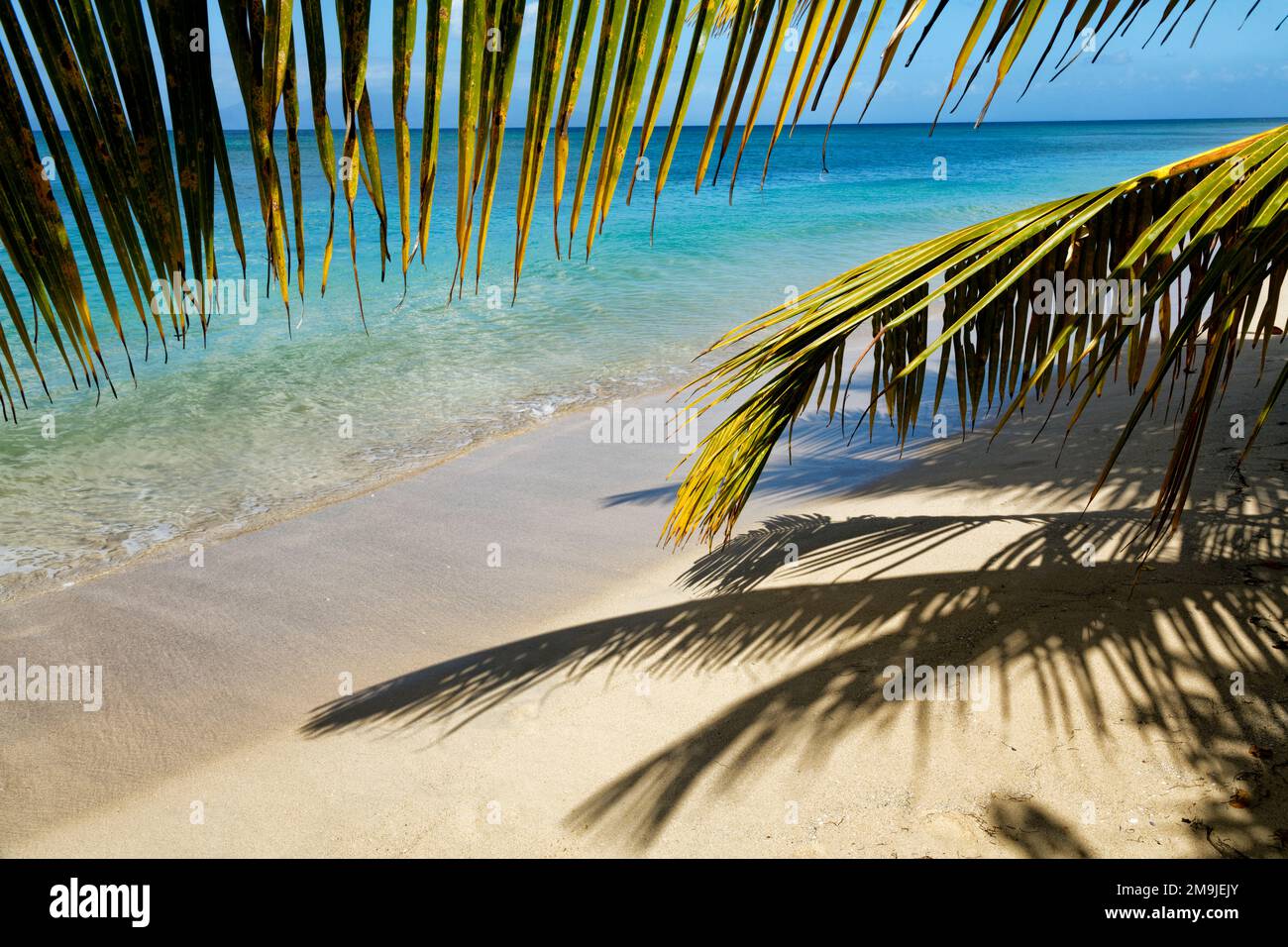 Albero di palma sulla spiaggia, Grand Bourg Beach, Marie-Galante, Guadalupa, Francia Foto Stock