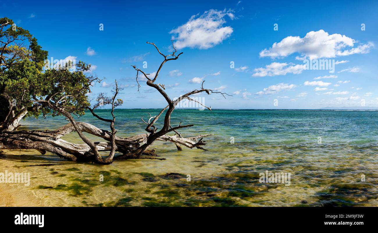 Drift legno sulla spiaggia, Marie-Galante, Guadalupa, Francia Foto Stock