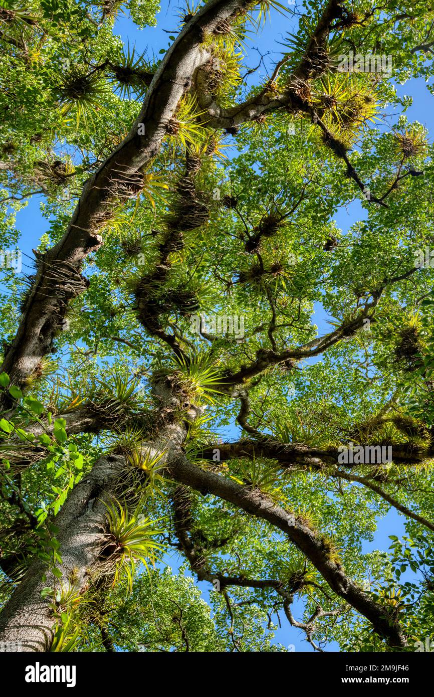 Vista ad angolo basso dei rami dell'albero e del cielo, Marie-Galante, Guadalupa, Francia Foto Stock