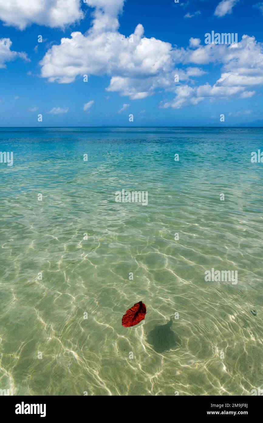 Foglia unica sull'acqua, Caraibi, Marie-Galante, Guadalupa, Francia Foto Stock