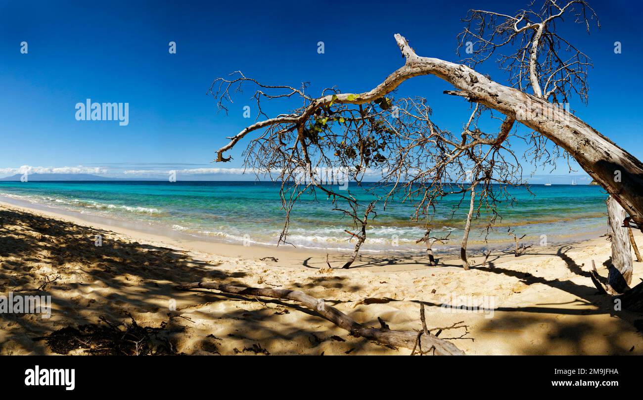 Albero morto sulla spiaggia, Marie-Galante, Guadalupa, Francia Foto Stock