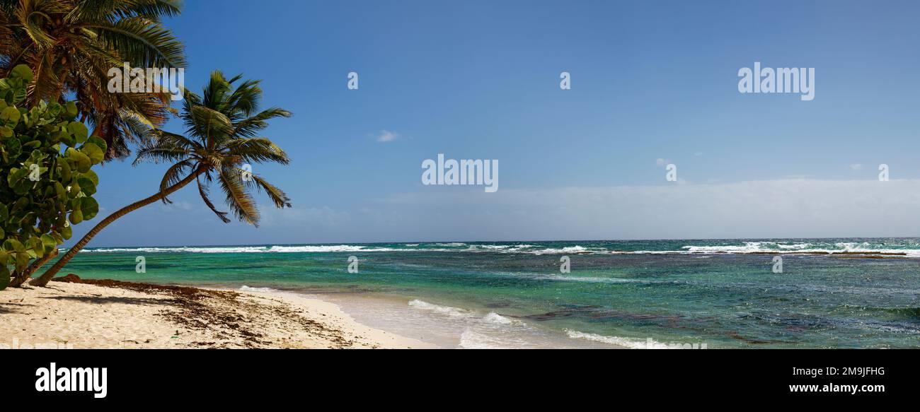 Spiaggia, palme e mare, Marie-Galante, Guadalupa, Francia Foto Stock