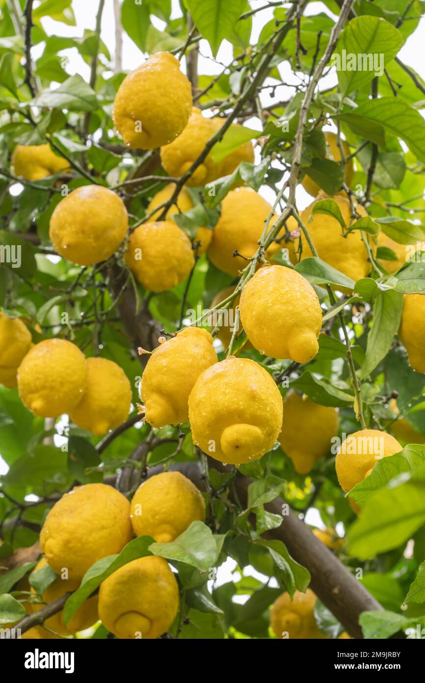 Limoni gialli maturi in gocce d'acqua dopo la pioggia appesa ad un ramo Foto Stock