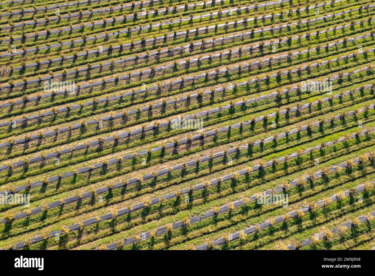 Vista dall'alto verso il basso di frutteti con alberi da frutto Foto Stock