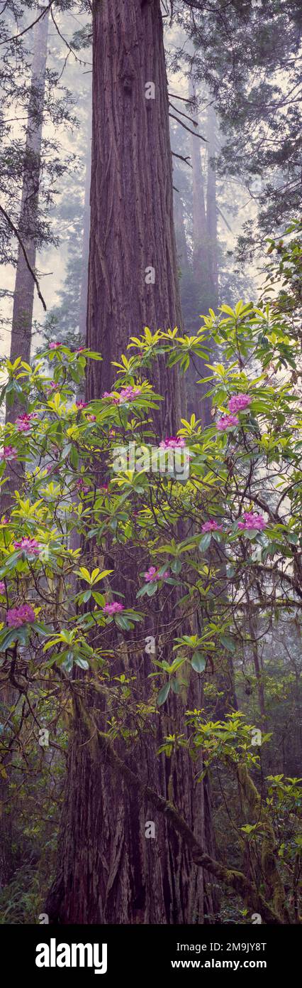 Bush con fiori rosa nella foresta Foto Stock