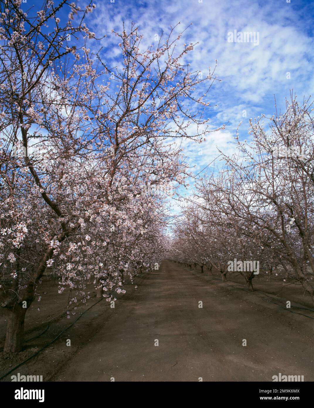 Frutteto di mandorle in fiore, San Joaquin Valley, Fresno County, California, Stati Uniti Foto Stock