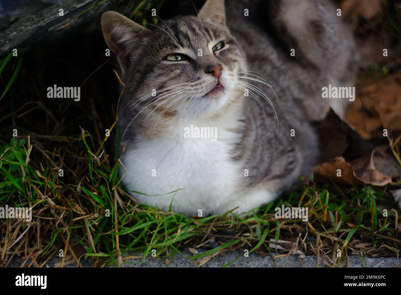 gatto magro grigio su sedia di plastica al tramonto Foto Stock