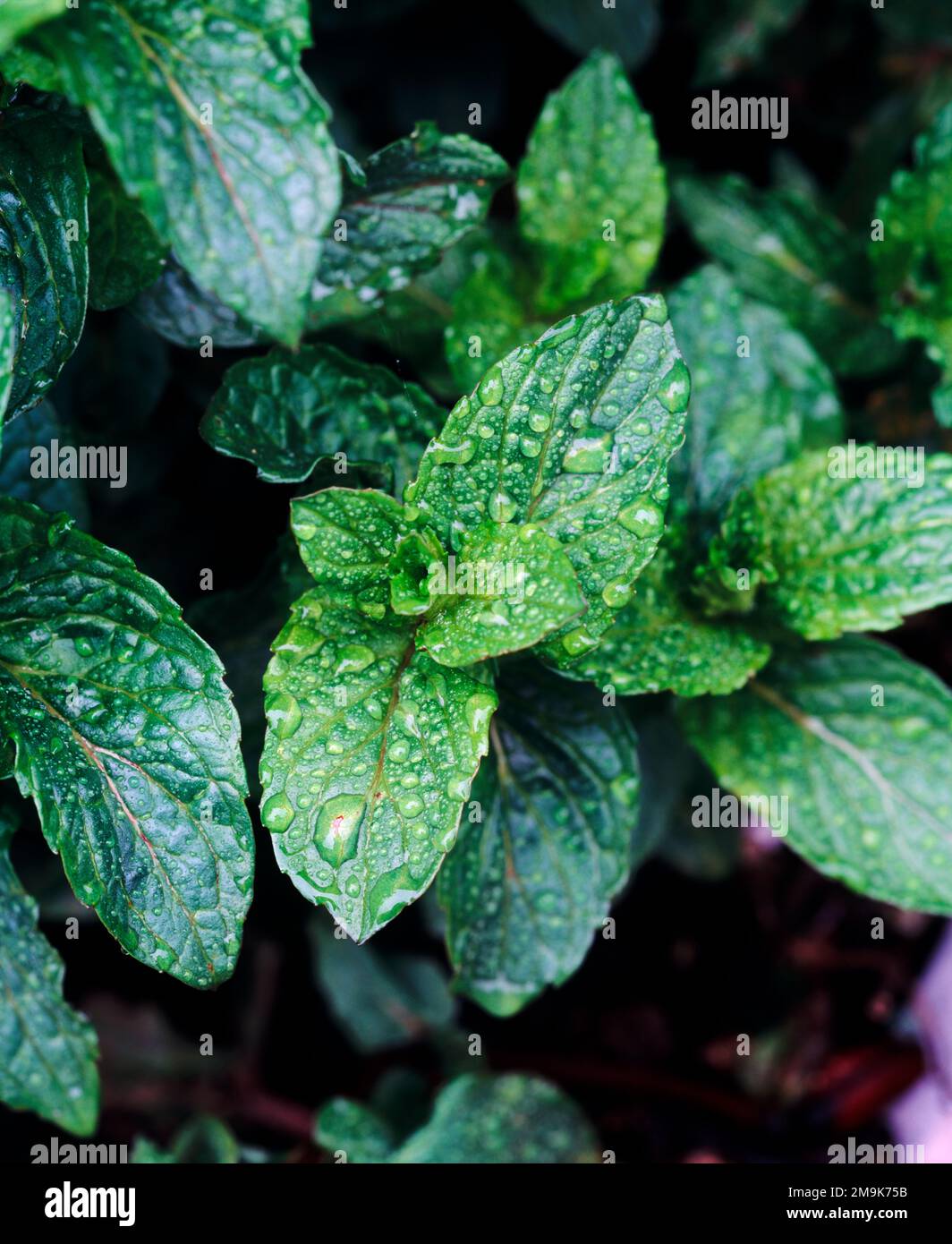 Primo piano di piante mature di menta (Mentha spicata) con gocce di pioggia, Skagit County, Washington, USA Foto Stock