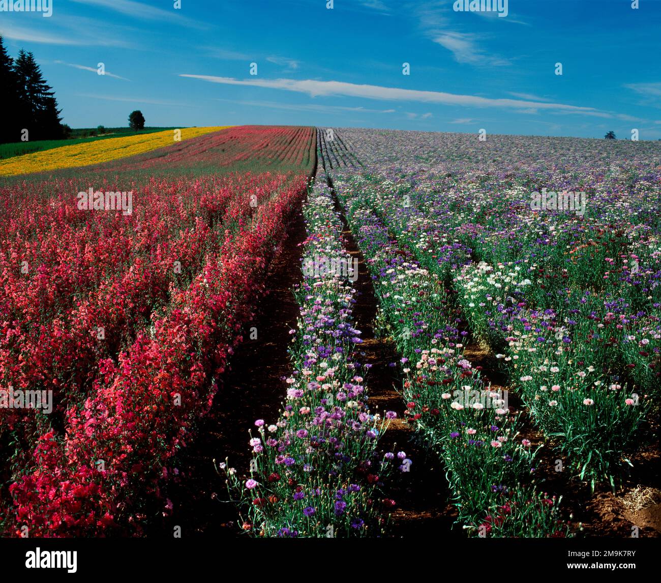 Campo di semi di fiori commerciale con larkspur (Cosolida ambigua) e Bachelors Buttons (Centaurea cyanus), Marion County, Oregon, USA Foto Stock