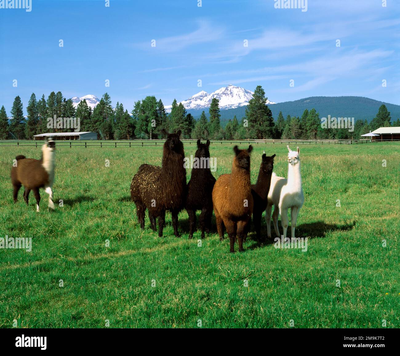 Mandria di lama su un pascolo verde con tre Sorelle innevate sullo sfondo, Deschutes County, Oregon, USA Foto Stock