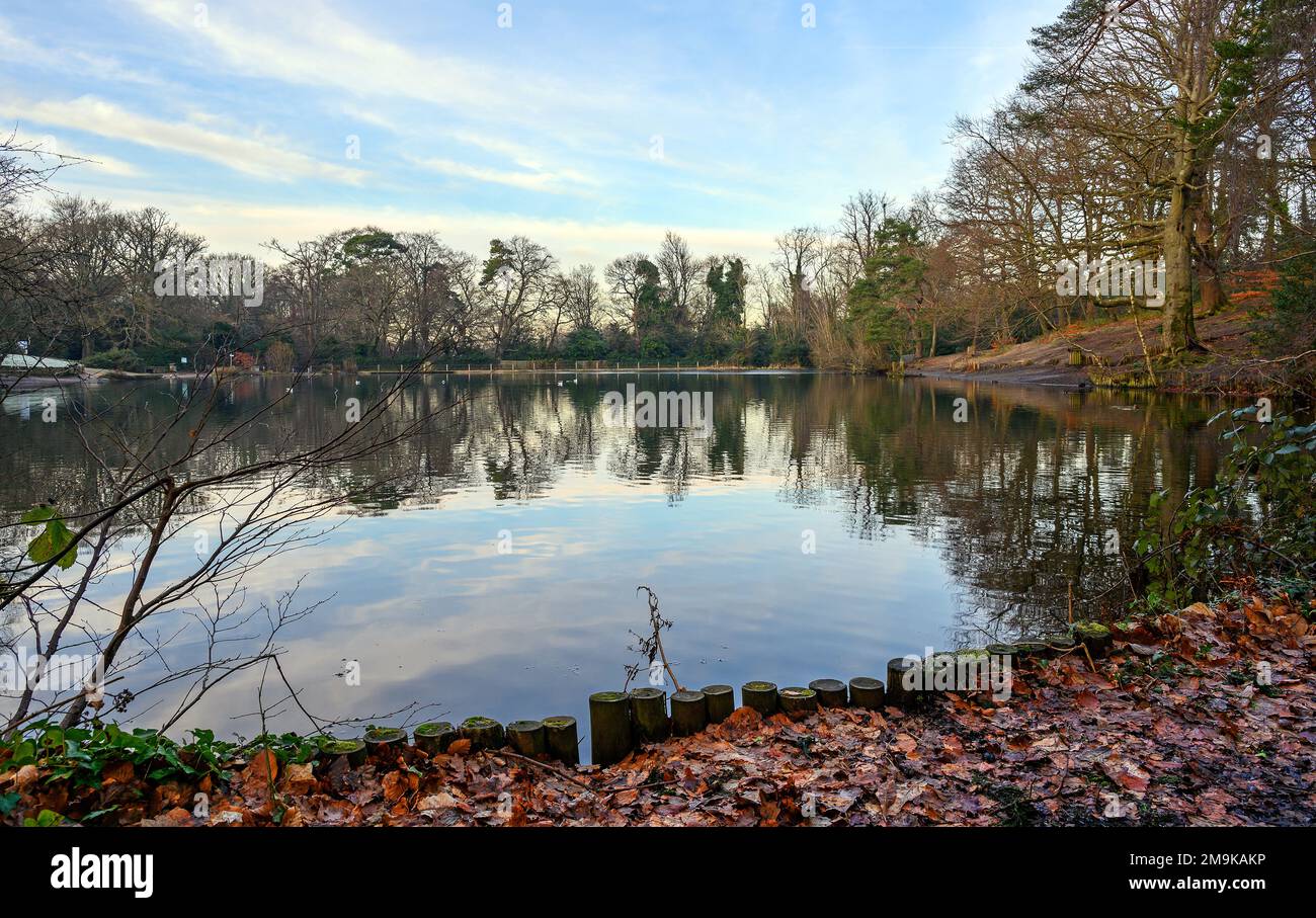 Uno dei Keston Ponds su Keston Common vicino al villaggio di Keston in Kent, Regno Unito. Una fredda scena invernale con foglie rosse in primo piano. Foto Stock