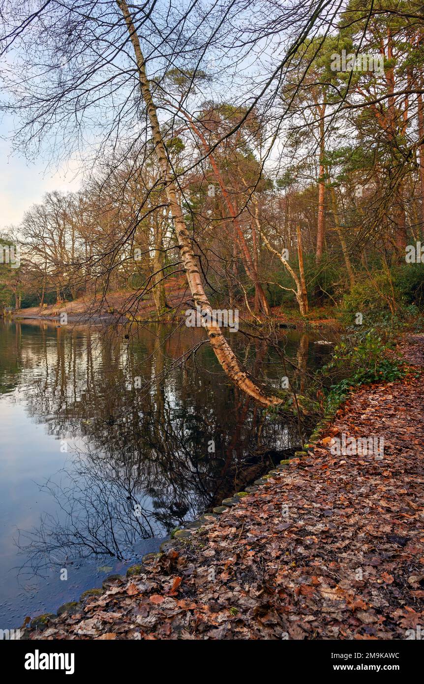Uno dei Keston Ponds su Keston Common vicino al villaggio di Keston in Kent, Regno Unito. Una fredda scena invernale con foglie rosse in primo piano. Foto Stock