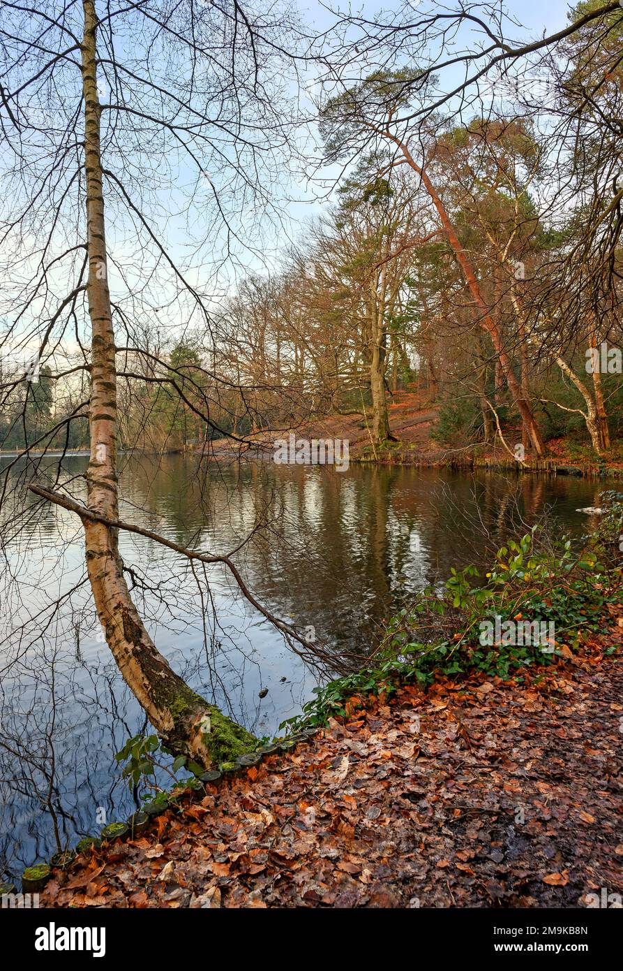 Uno dei Keston Ponds su Keston Common vicino al villaggio di Keston in Kent, Regno Unito. Una fredda scena invernale con foglie rosse in primo piano. Foto Stock