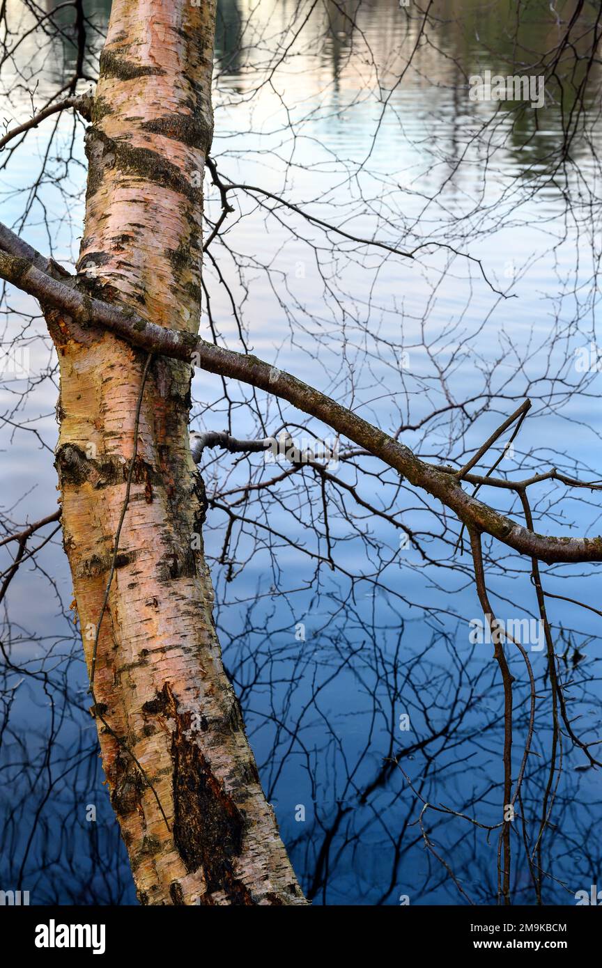 Un albero che cresce su uno dei Keston Ponds su Keston Common vicino al villaggio di Keston in Kent, Regno Unito. Particolare della corteccia e riflessioni di rami. Foto Stock