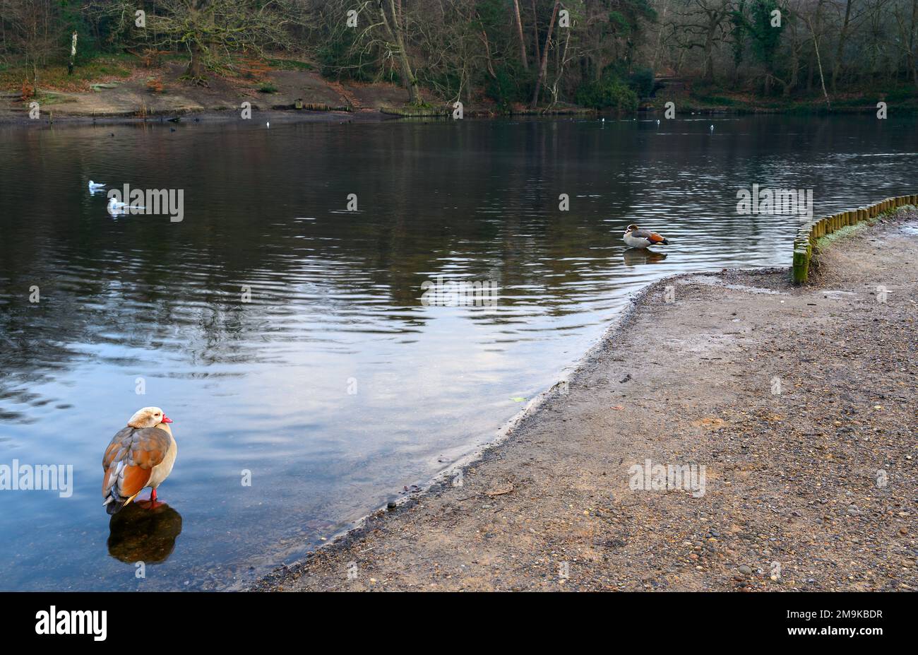 Un'oca egiziana in uno dei Keston Ponds su Keston Common vicino al villaggio di Keston in Kent, Regno Unito. Oca egiziana (Alopochen aegyptiaca) in inverno. Foto Stock