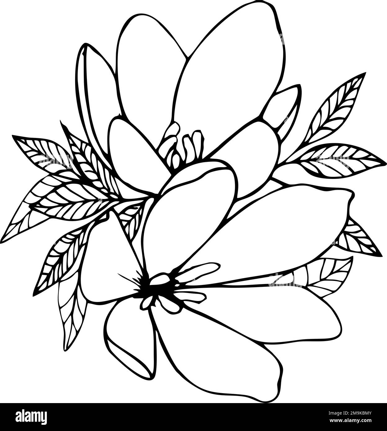 disegno contorno nero di due grandi fiori con foglie Foto Stock