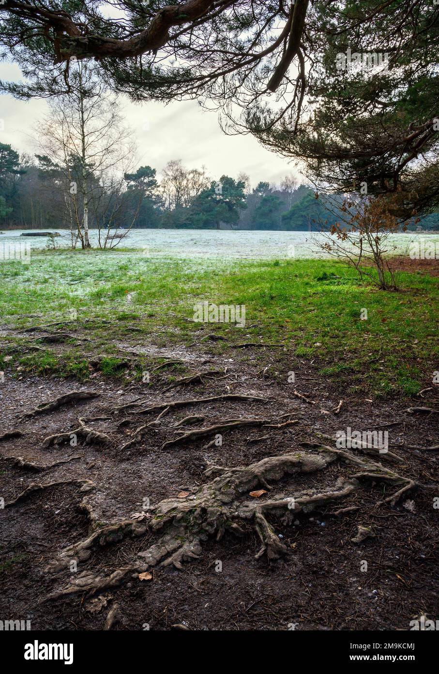 Keston Common vicino al villaggio di Keston in Kent, Regno Unito. Una zona aperta di erba gelida del comune con radici di albero in primo piano. Visto in inverno. Foto Stock