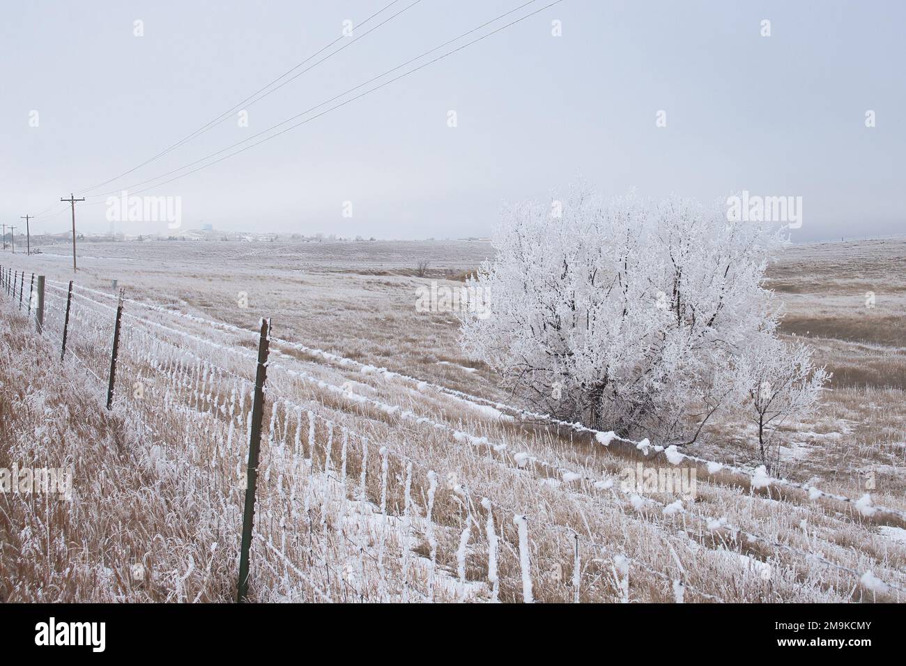 Recinzione di filo spinato con ghiaccio accanto ad un albero coperto di ghiaccio in una fredda giornata invernale a Gillette, Wyoming. Foto Stock